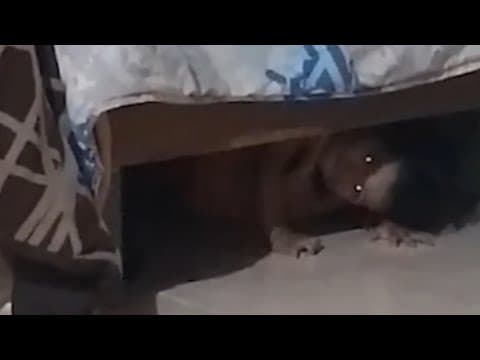 SCARY VIDEOS That LEFT You FROZEN With FEAR! | Scary Comp thumbnail