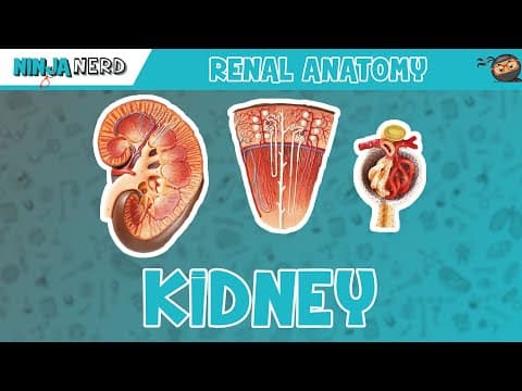 Renal | Kidney Anatomy Model thumbnail