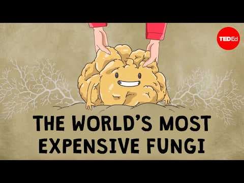 What are truffles, and why are they so expensive? - Carolyn Beans thumbnail
