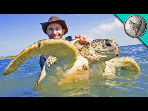 How Do You Catch and Tag Sea Turtles in Australia? thumbnail