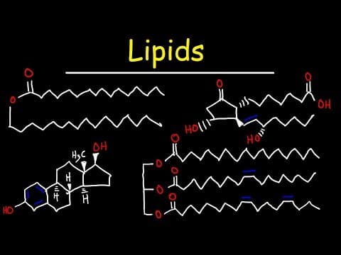 Lipids - Fatty Acids, Triglycerides, Phospholipids, Terpenes, Waxes, Eicosanoids thumbnail