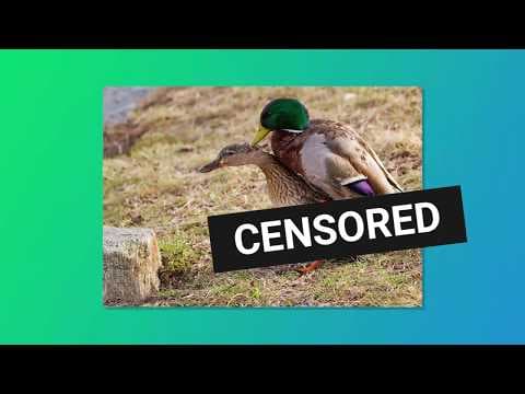 June 5, 1995: The Curious Case of Dead Duck Day (Seriously, just click, this is absurdly hilarious) thumbnail