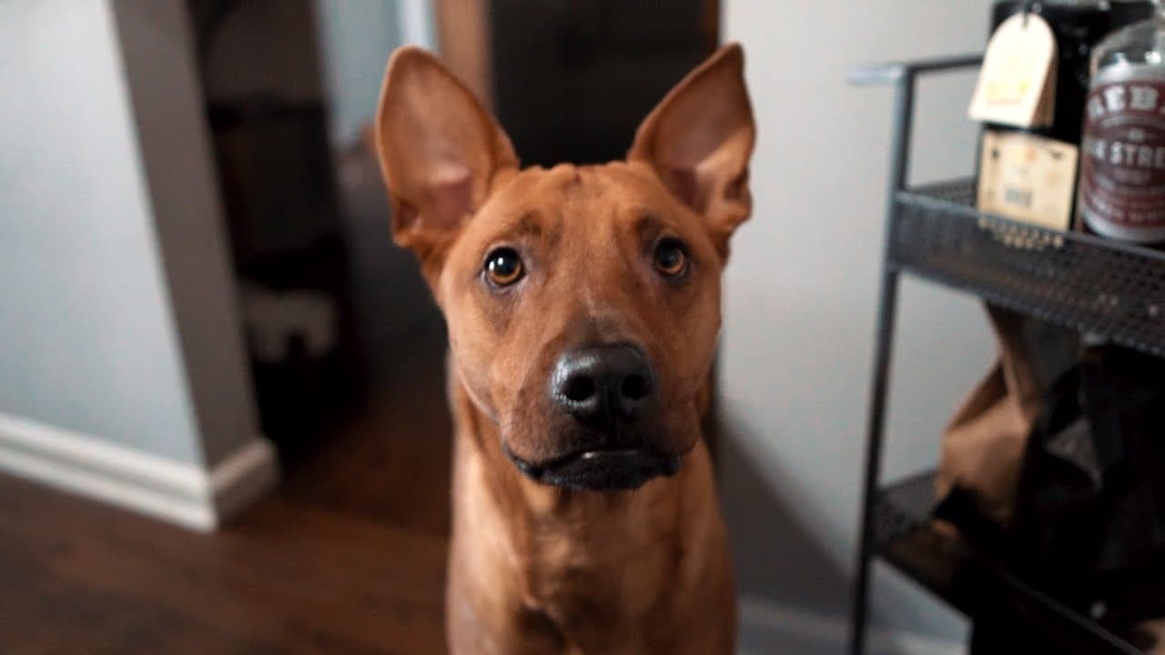 YouTube video player