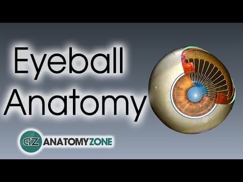 Eyeball Anatomy thumbnail