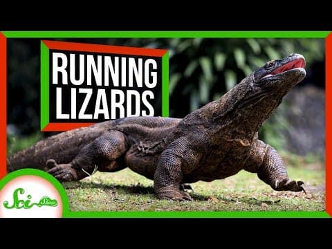 Why Can't Lizards Run and Breathe at the Same Time? thumbnail