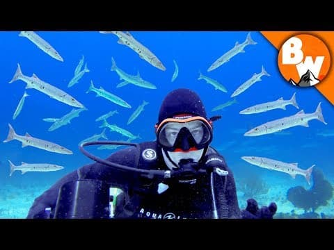 Surrounded by Razor Toothed Barracuda! thumbnail