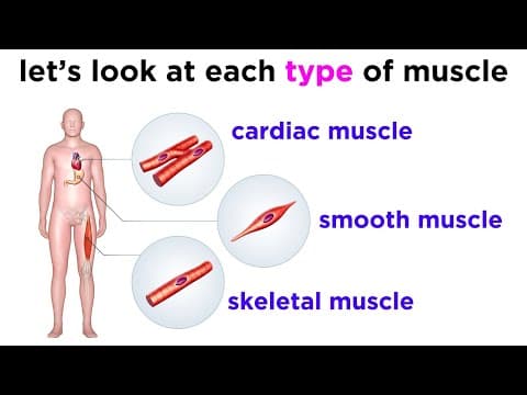 Types of Tissue Part 3: Muscle Tissue thumbnail