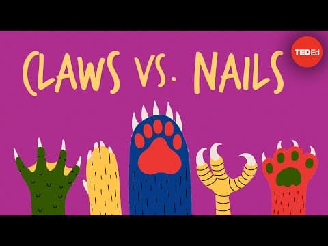 Claws vs. nails - Matthew Borths thumbnail