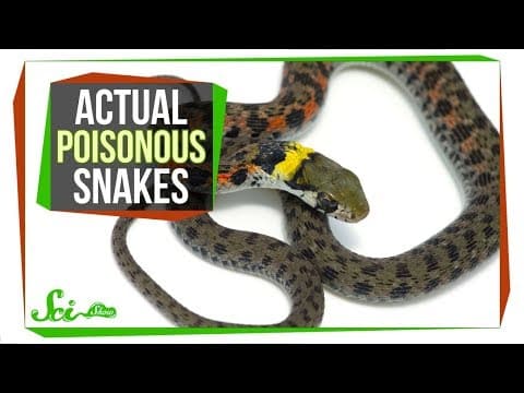 Behold—Poisonous Snakes! (Yes, You Read That Right) thumbnail