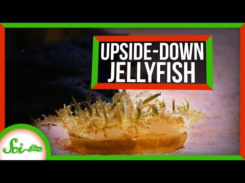 How Do Upside-Down Jellies Sting Without Touching? thumbnail