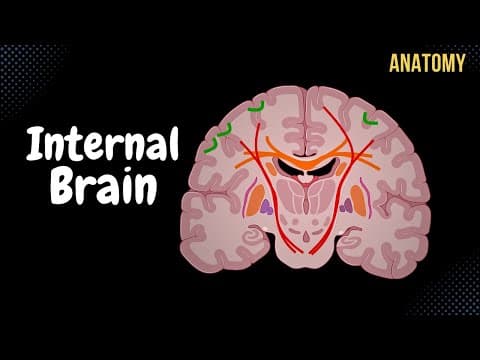 Internal Cerebrum (Association, Commissural, Projection Fibers, Basal Ganglion) thumbnail