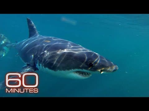 Great White Sharks, Whales, Ocean Floor Metals, Ocean Plastic Plague | 60 Minutes Full Episodes thumbnail