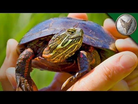 What Are the Differences Between Midland and Eastern Painted Turtles? thumbnail
