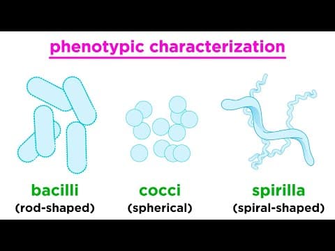 Taxonomy of Bacteria: Identification and Classification thumbnail
