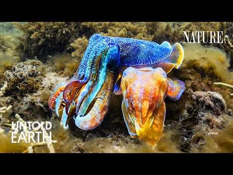 We Crashed the Ocean’s Freakiest Breeding Ground thumbnail