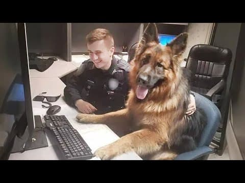 If you love German Shepherd say '' YES '' 🐶FUNNIEST Dogs Video thumbnail