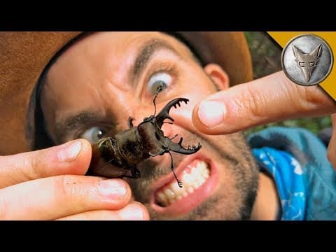 How Strong Is a Giant Stag Beetle's Pinch? thumbnail