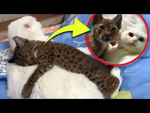 Bobcat Keeps Hugging Crying Kitten. When The Vets Found Out Why, Everyone Was In Tears! thumbnail
