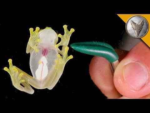 What Are Glass Frogs and Why Are They Transparent? thumbnail