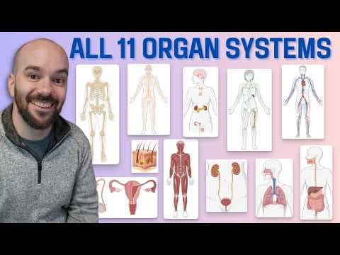 11 Organ Systems of the Human Body (Made Easy!) thumbnail