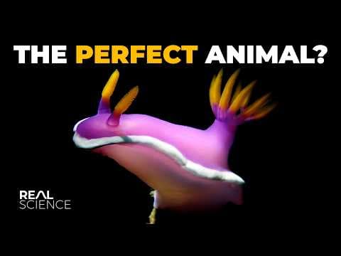 Why Nudibranchs Are Impressively Good at Existing thumbnail