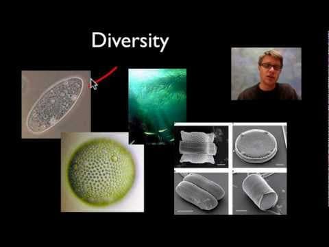 Protists thumbnail