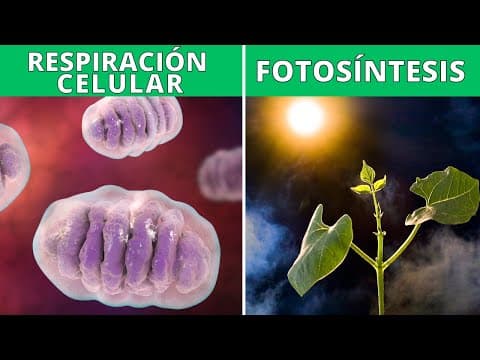 La respiración celular y la fotosíntesis: funciones, proceso, diferencias 🔬 thumbnail