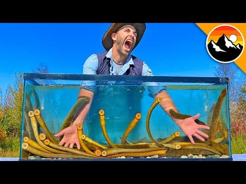 Do Sea Lampreys Pose a Threat to Humans? thumbnail