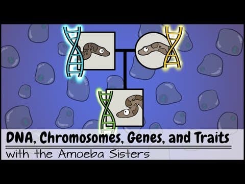 DNA, Chromosomes, Genes, and Traits: An Intro to Heredity thumbnail