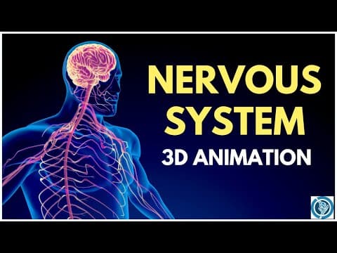 Human Anatomy of Nervous System 3D Animation | Structure and Functions thumbnail