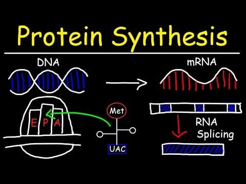 What Are Transcription and Translation in Protein Synthesis? thumbnail