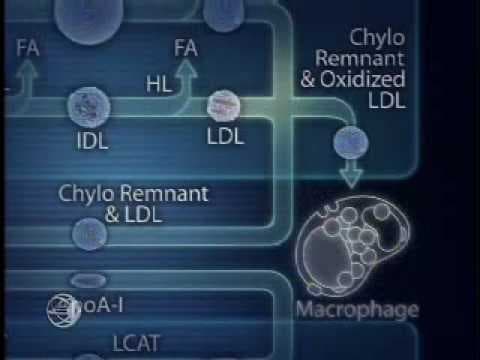 Physiology of Lipoprotein Metabolism thumbnail