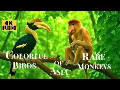 Asian Rainforest Wildlife: The Most Fascinating Birds and Monkeys thumbnail