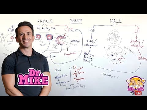 Follicle Stimulating Hormone (FSH) and Luteinizing Hormone (LH) thumbnail