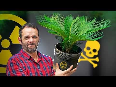 Quais Plantas São Perigosas para Cães e Gatos? thumbnail