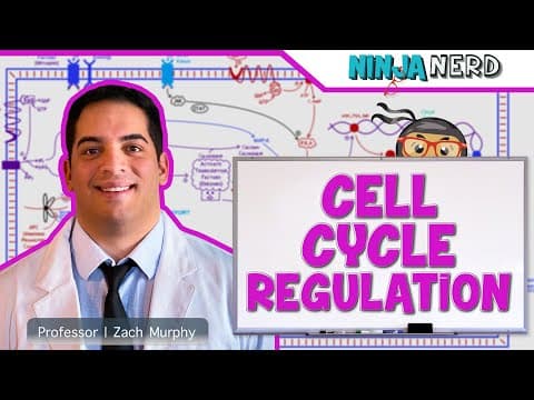 How to understand cell cycle regulation and checkpoints thumbnail