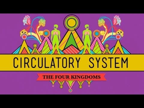 Circulatory & Respiratory Systems - CrashCourse Biology #27 thumbnail