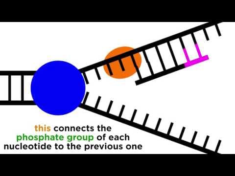 DNA Replication: Copying the Molecule of Life thumbnail