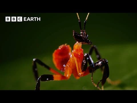 1 Hour of Incredible Animals Narrated by David Attenborough | BBC Earth thumbnail