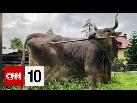 The behavioral breakthrough that's changing how we see cows | January 21, 2026 thumbnail