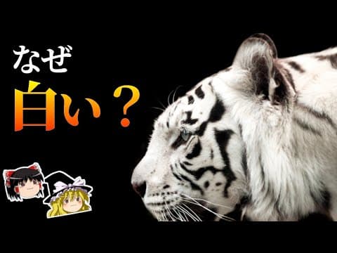 アルビノと白変種の違いとは？ thumbnail