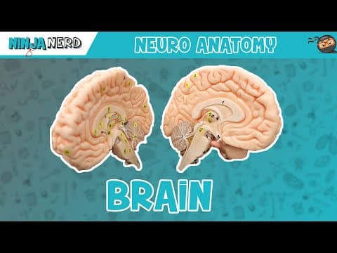What Are the Key Structures of the Human Brain? thumbnail