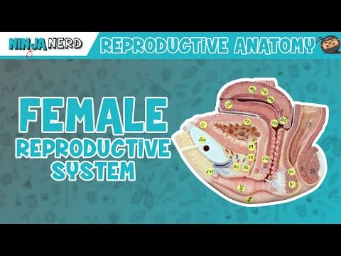 How Does the Female Reproductive System Work? | Anatomy Model thumbnail