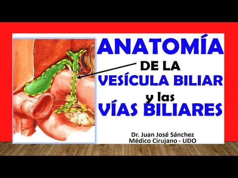 🥇 Anatomía de la VESÍCULA BILIAR y LAS VÍAS BILIARES. Fácil, Rápida y Sencilla thumbnail
