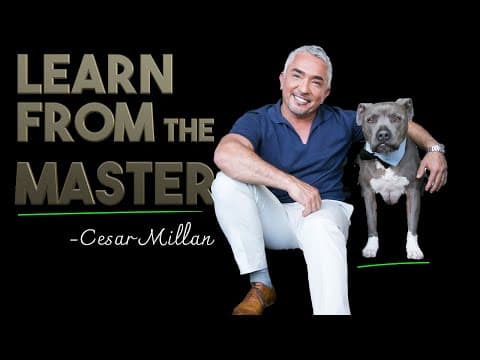 How Does Cesar Millan Train His Dogs with Trust and Love? thumbnail