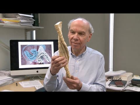 The tale of tangled tau in Alzheimer's disease thumbnail