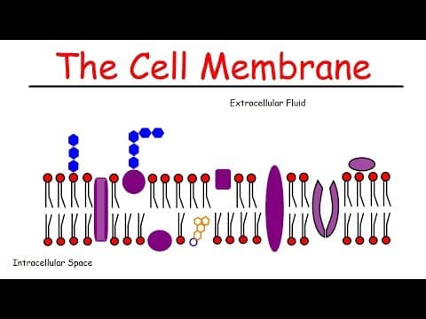 The Cell Membrane thumbnail