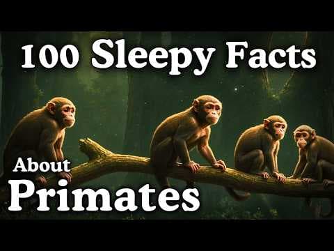 The Most Relaxing Facts About Primates to Fall Asleep To thumbnail