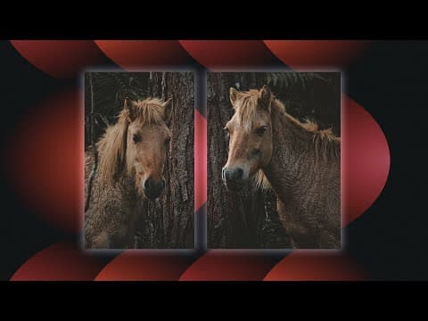 How To Create A Split Screen Effect In Adobe Premiere Pro thumbnail