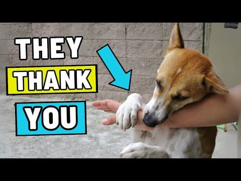 Grateful Dogs Show It in These 5 Ways thumbnail